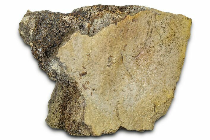Dinosaur (Triceratops) Frill Shield Section - Wyoming #370978